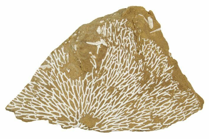 Ordovician Kukersite Oil Shale with Bryozoan Fossils - Russia #369554